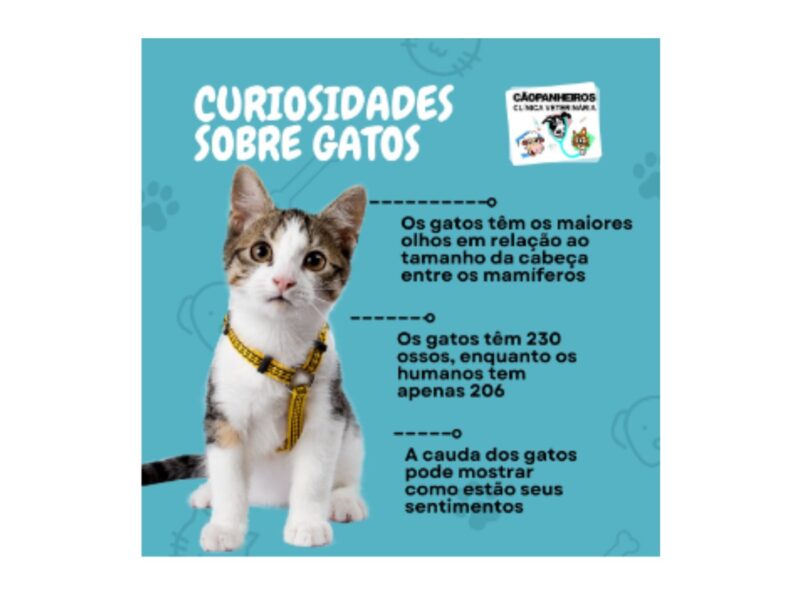 CÃOPANHEIROS - CLÍNICA VETERINÁRIA